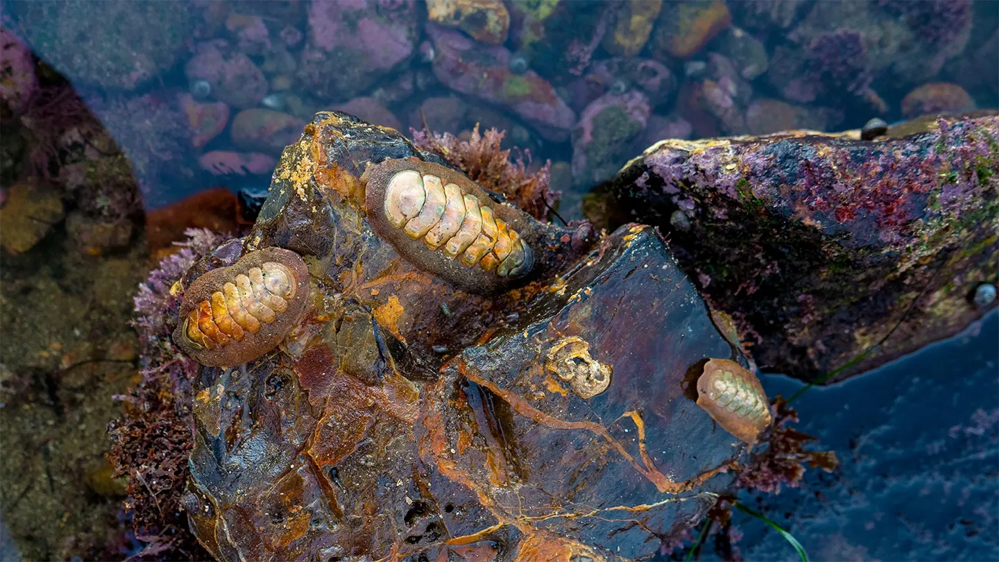 The visual systems of chitons, a type of marine mollusk, represent a rare real-world example of path-dependent evolution — where a lineage’s history irrevocably shapes its future trajectory.  Adam Mustafa/iStockThe visual systems of chitons, a type of marine mollusk, represent a rare real-world example of path-dependent evolution — where a lineage’s history irrevocably shapes its future trajectory.  Adam Mustafa/iStock