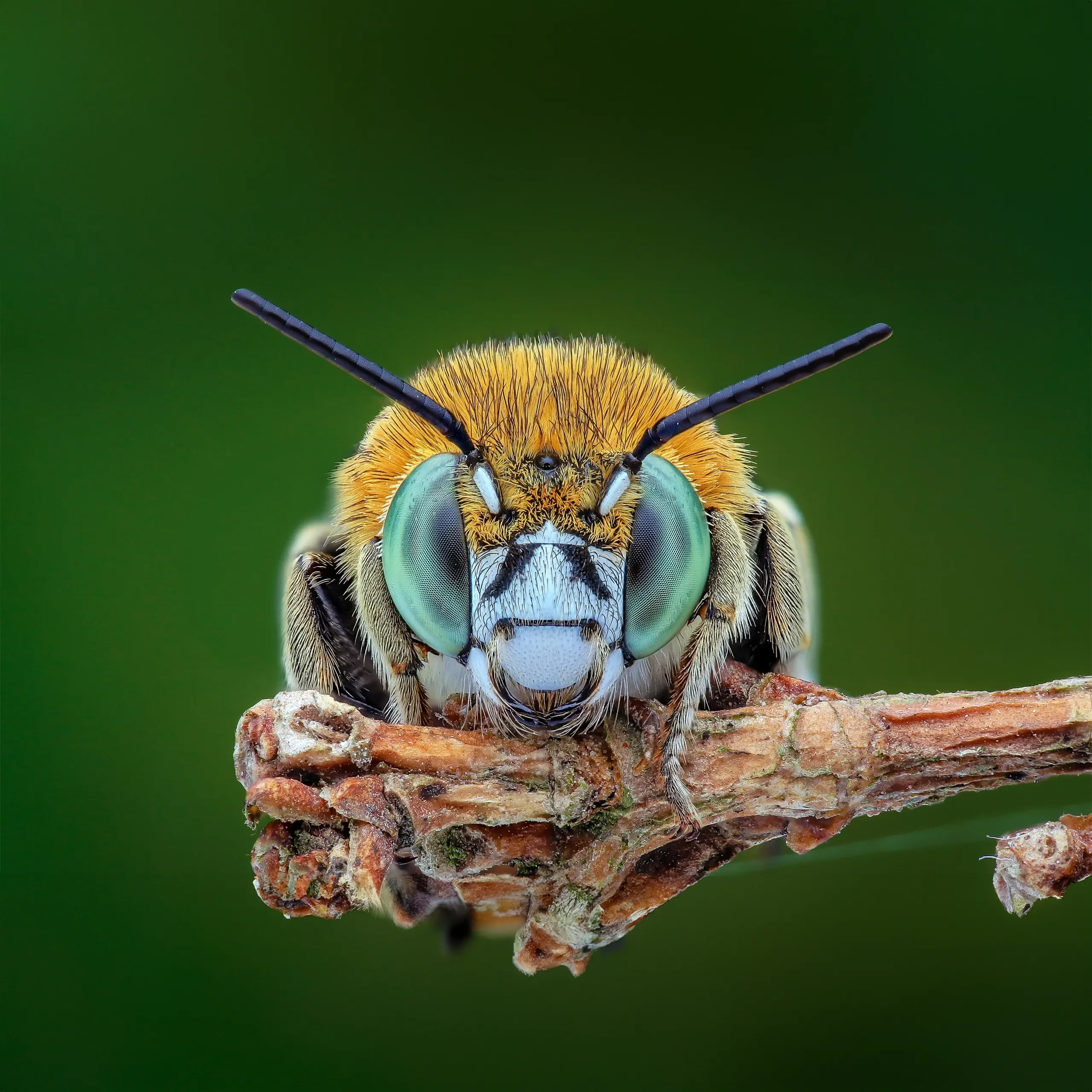 آگاهی در حشرات و سایر حیوانات: اجماع علمی جدید
