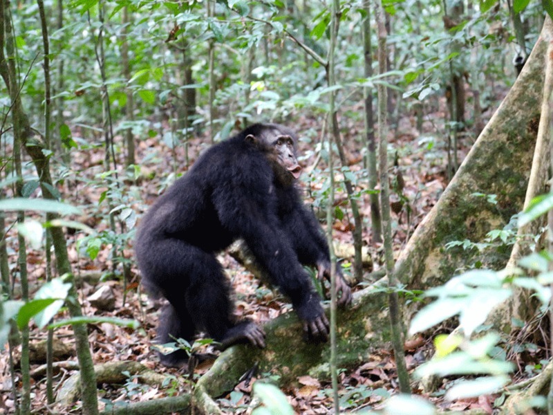 اُكسي توسين وابستگي اجتماعي در گروه هاي شامپانزه را افزايش ميدهد
