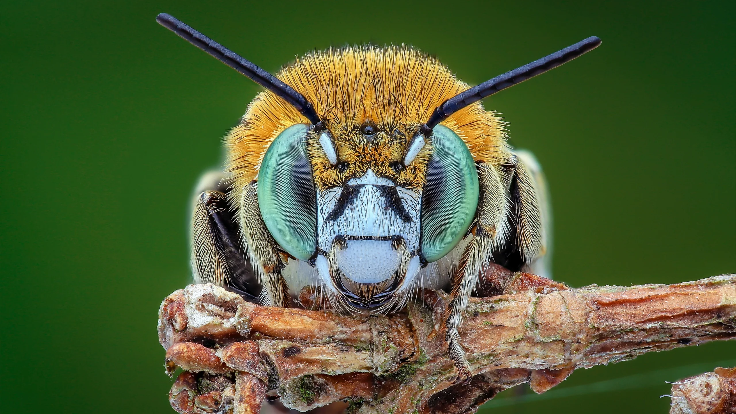 آگاهی در حشرات و سایر حیوانات: اجماع علمی جدید