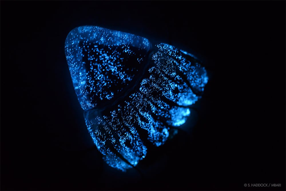 چگونه حیات در  اعماق دریا نور می سازد ارگانیزم زیست تاب bioluminescent