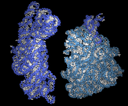 ریبوزیم و جهان RNA